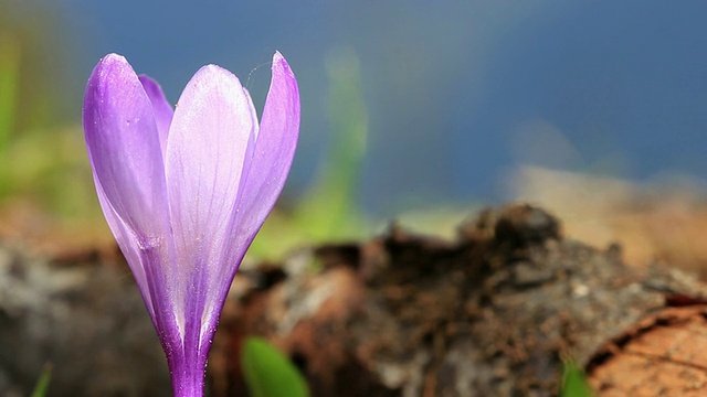 紫色番红花宏高清