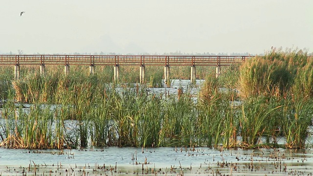 詳情圖-鳥類和橋