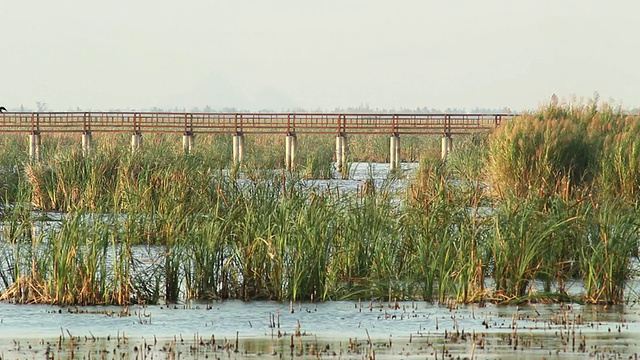詳情圖-鳥類和橋