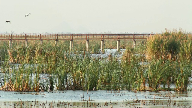 詳情圖-鳥類和橋