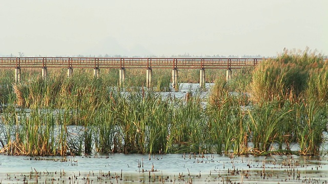 詳情圖-鳥類和橋