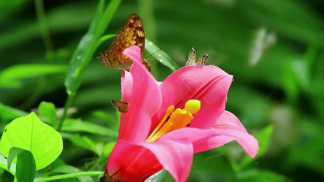 蝴蝶和蜜蜂，高清