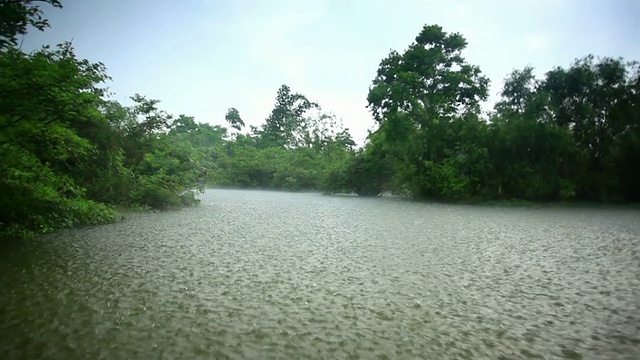 雨中的湿地