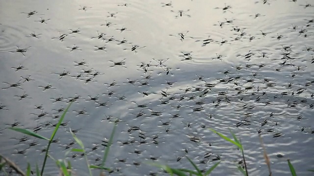 水黾在池塘上行走。