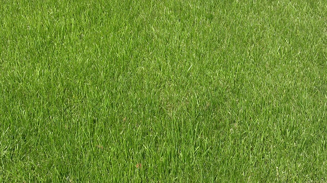 高清:草