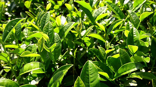 茶叶