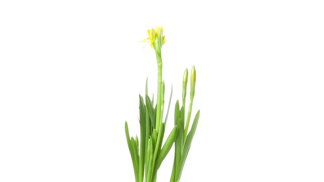 水仙花延时摄影