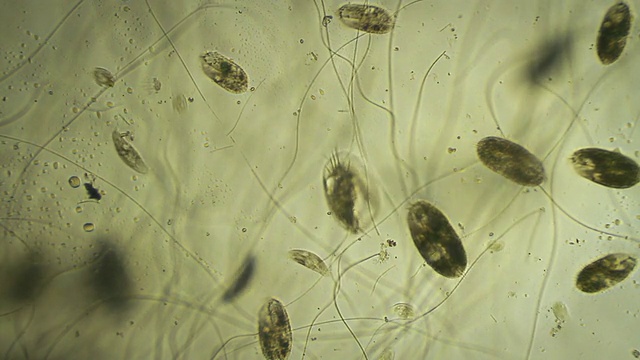 微生物