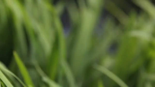 詳情圖-草