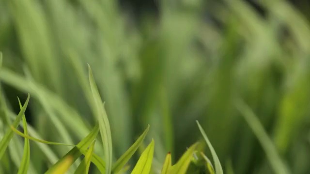 詳情圖-草