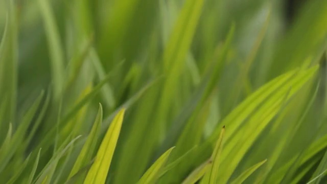 詳情圖-草