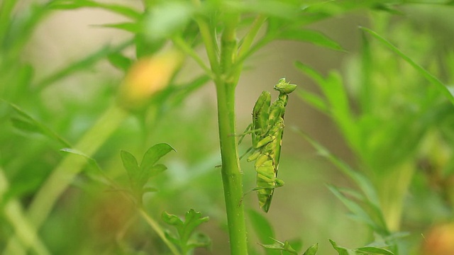 螳螂