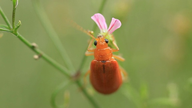 昆虫