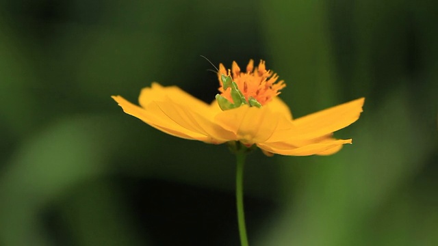 螳螂