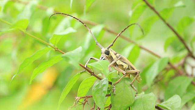 甲虫在行动