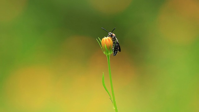 昆虫