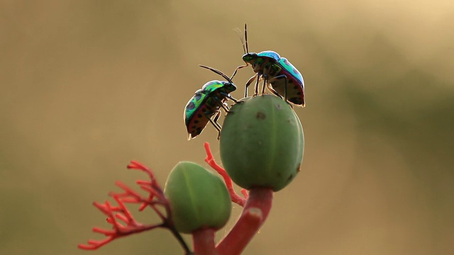 昆虫几
