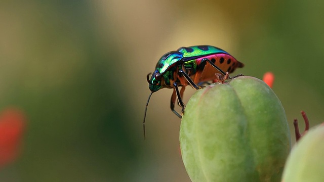 昆虫
