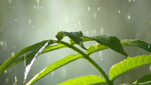 雨滴落在幼小的植物特写