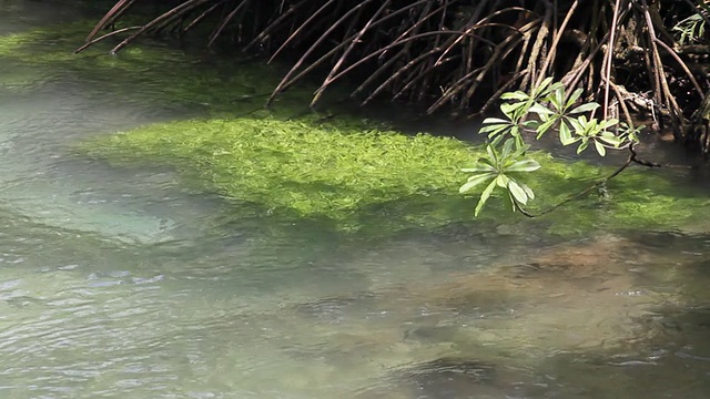 泰国甲米运河里的海草。