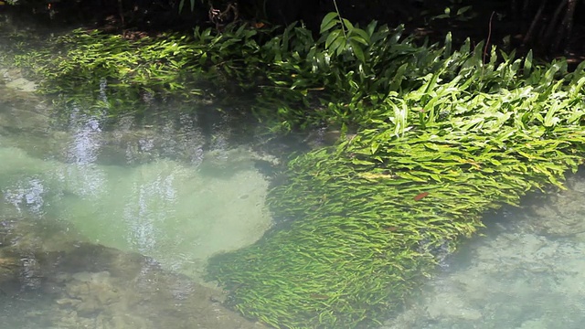 泰国甲米运河里的海草。