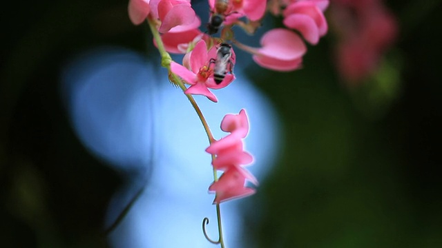 蜜蜂在粉红色的花朵上。