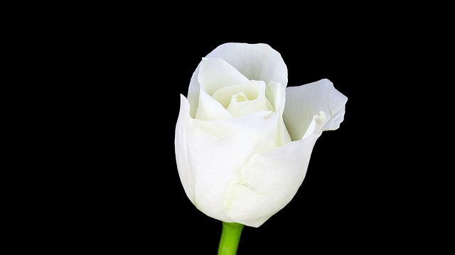 白玫瑰开花;时间流逝