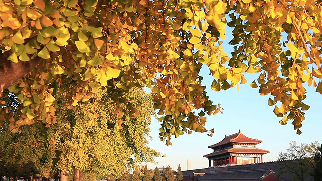 秋天的紫禁城全景