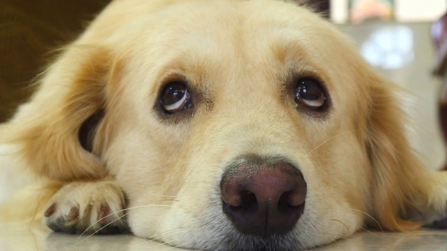 好奇的脸金毛寻回犬