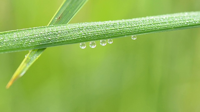 露水