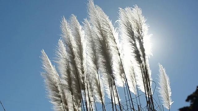 詳情圖-天空中的草花