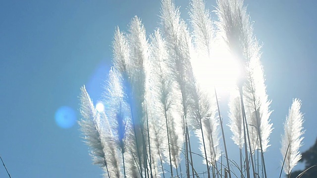 詳情圖-天空中的草花