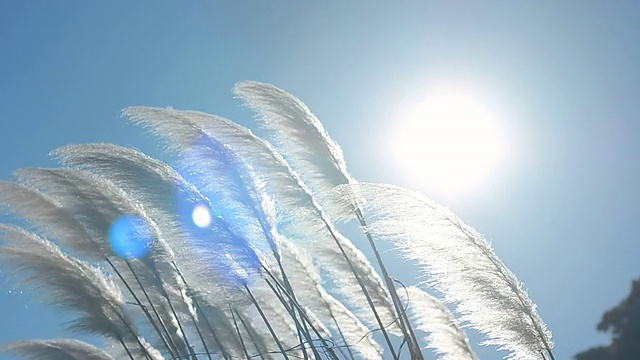 詳情圖-天空中的草花