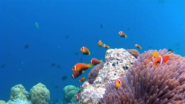 马尔代夫海葵中的海葵鱼
