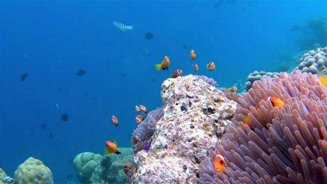 详情图-马尔代夫海葵中的海葵鱼