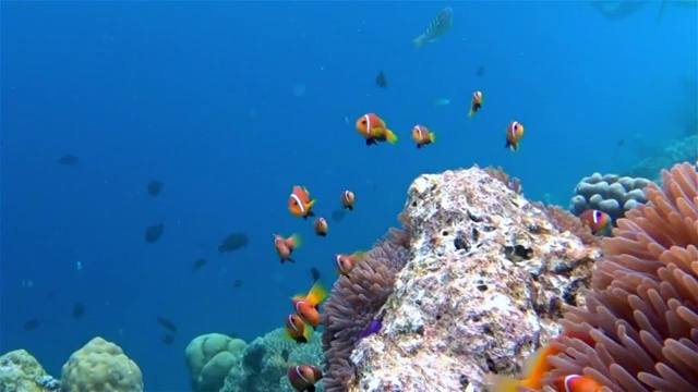 详情图-马尔代夫海葵中的海葵鱼