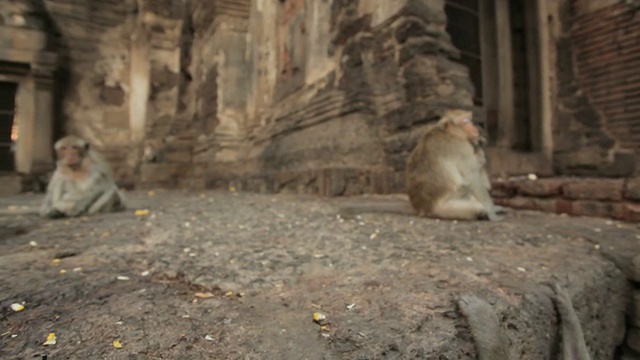 泰国寺庙里的小猴子