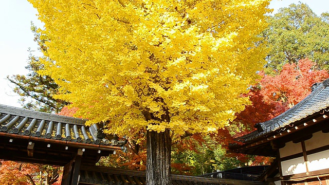 秋黄银杏树背景