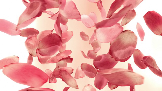 红玫瑰花瓣(可循环)