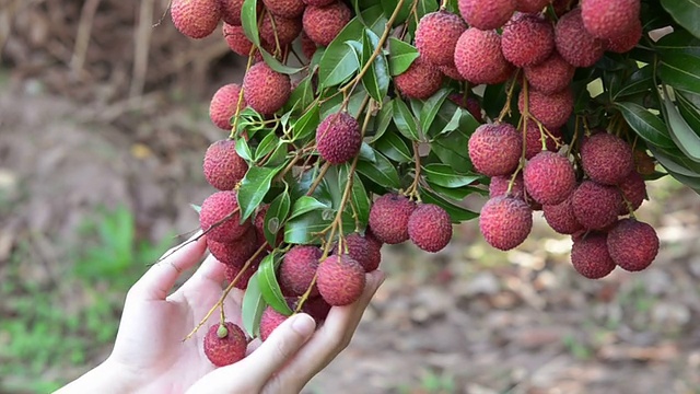 荔枝
