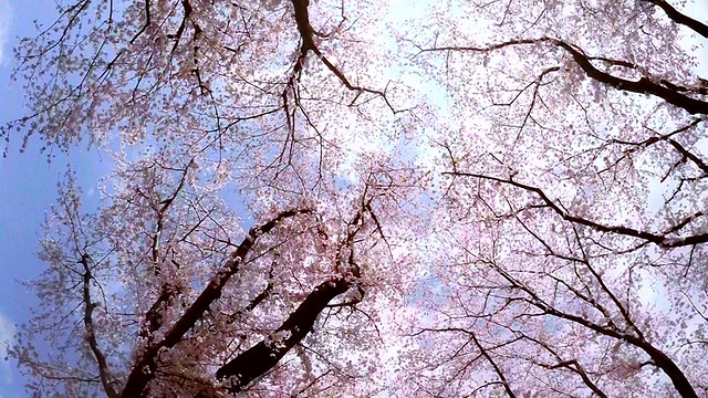 樱花，抬头看看天空