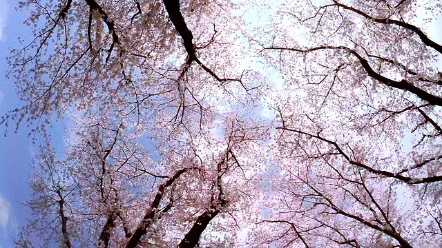 詳情圖-櫻花，抬頭看看天空
