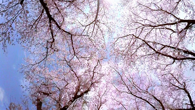詳情圖-櫻花，抬頭看看天空