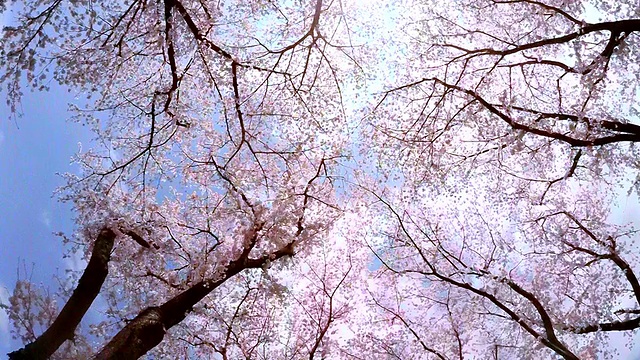 詳情圖-櫻花，抬頭看看天空