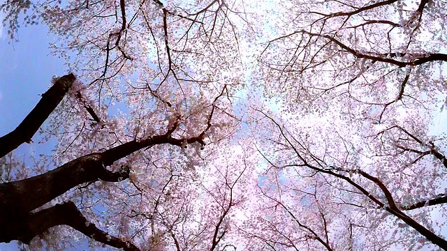 詳情圖-櫻花，抬頭看看天空