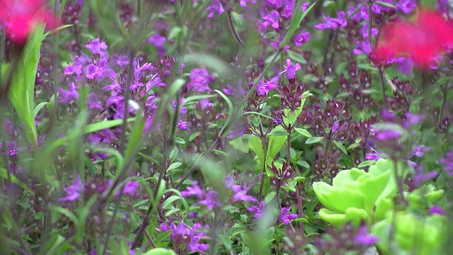 大黄蜂