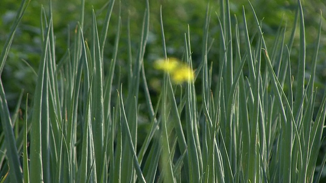 韭菜和黄花