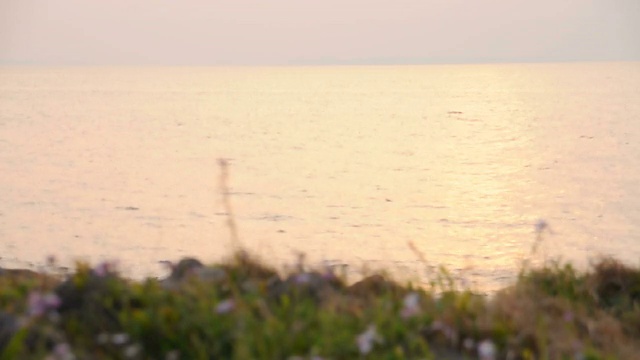 海