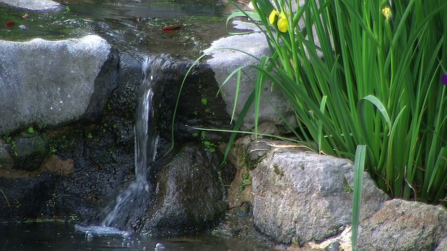 高清:日本花园中的流水(视频)