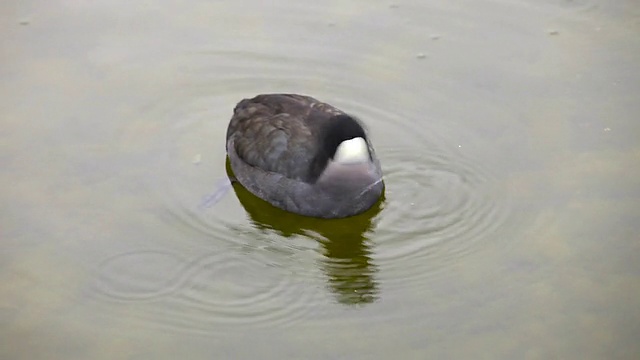 傻瓜waterbird喝